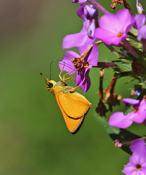 Delaware Skipper